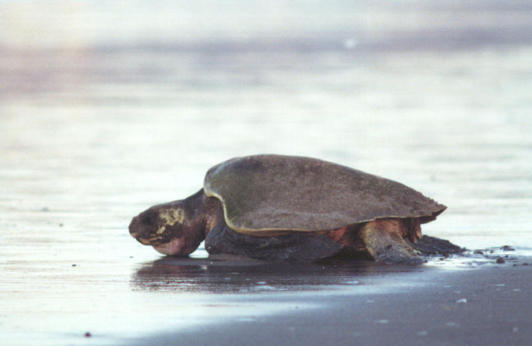 turtle.jpg (38359 bytes)